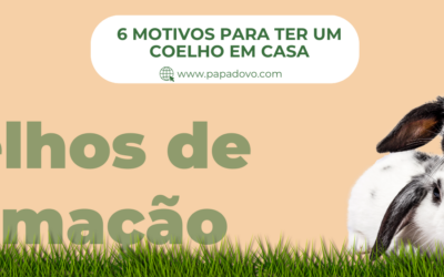 Coelho de estimação: 6 motivos para ter um em casa