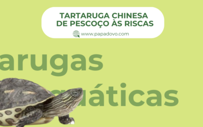 Tartaruga Chinesa de Pescoço às Riscas