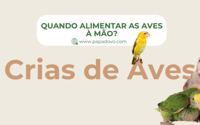 Crias de Aves: Saiba quando deve alimentar à mão