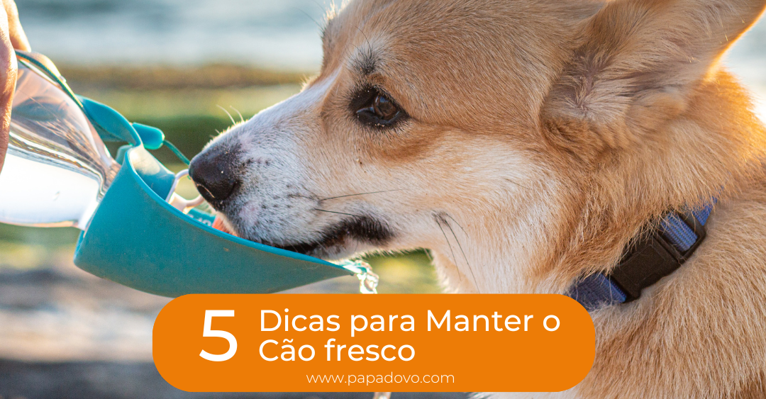 5 Dicas para Manter o Cão fresco