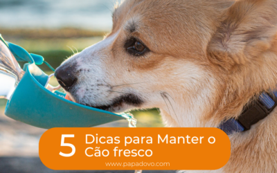 5 Dicas para Manter o Cão fresco